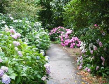 Ventnor Botanic Garden Isle of Wight